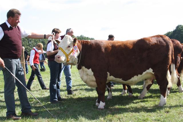 23.jpg - Hereford keuring 2009