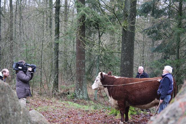 41.jpg - Filmopnamen met Edenhope bij het hunebed.