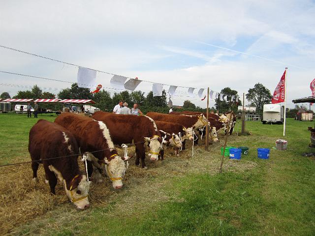 51.jpg - Onze 11 dieren tijdens de keuring van 2011.