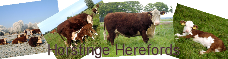 Horstinge Polled Herefords